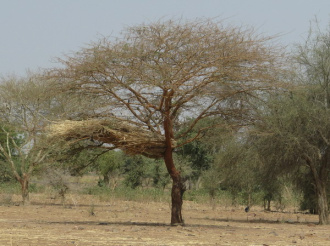 02 Recolte A L Abri Dans L Arbre